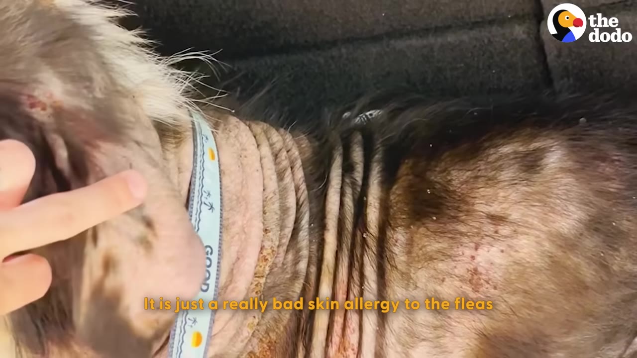 A close-up shot of a dog's neck showing wrinkled, hairless skin, with a person's finger gently pointing near its ear.