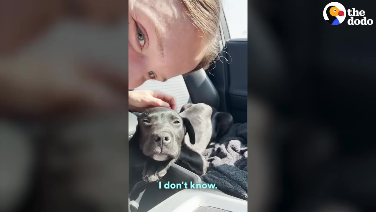 A close-up of a woman looking down at a small black puppy resting in the center console of a car, with the subtitle 'I don't know.'