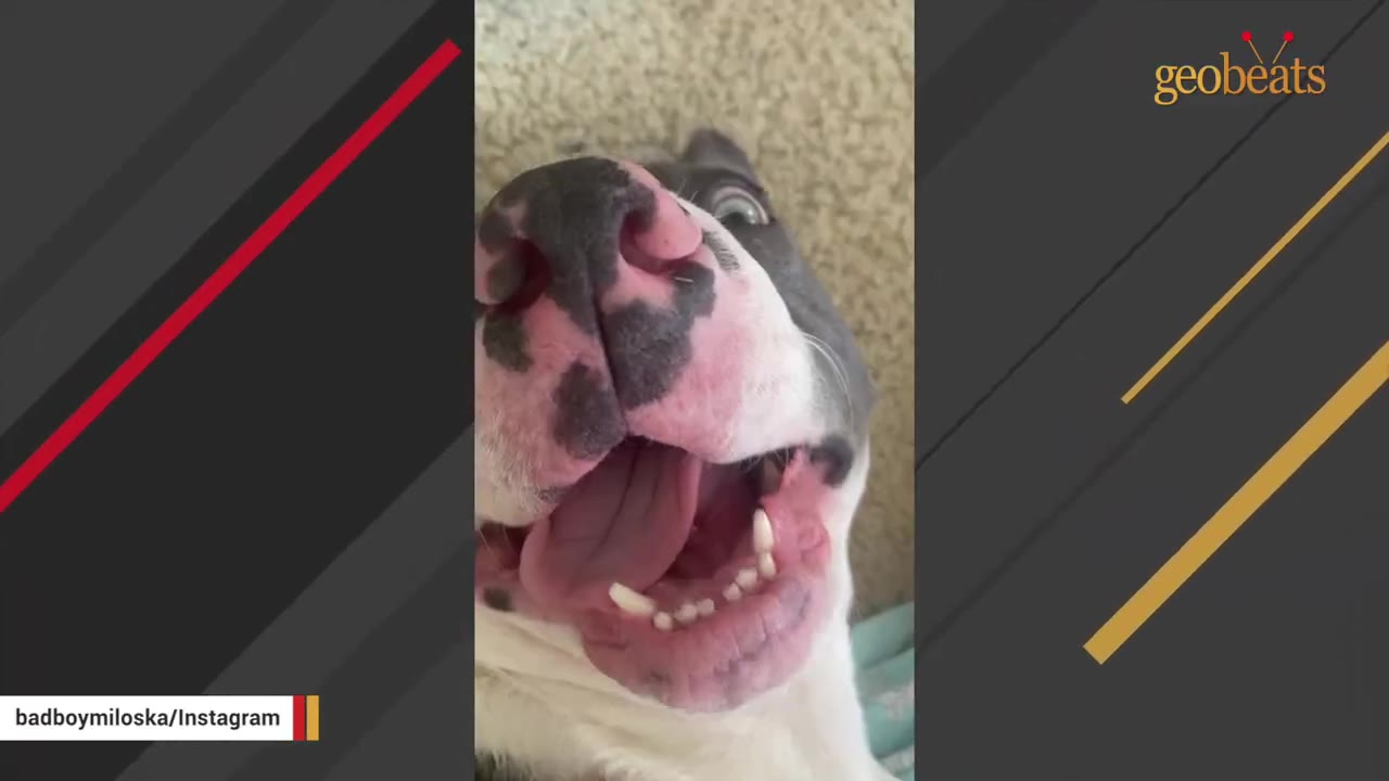 A close-up shot of a grey and white dog lying on its back, looking up with an open mouth and a happy expression.