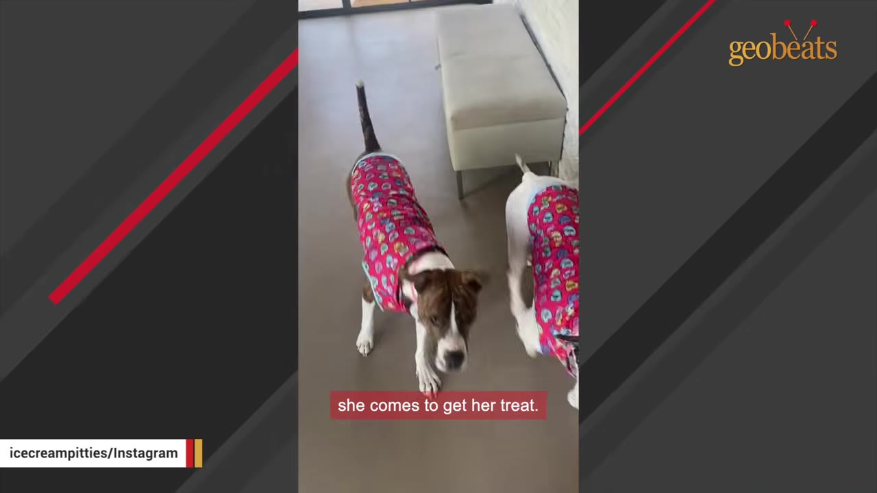 Two dogs wearing matching pink patterned shirts stand side-by-side indoors.