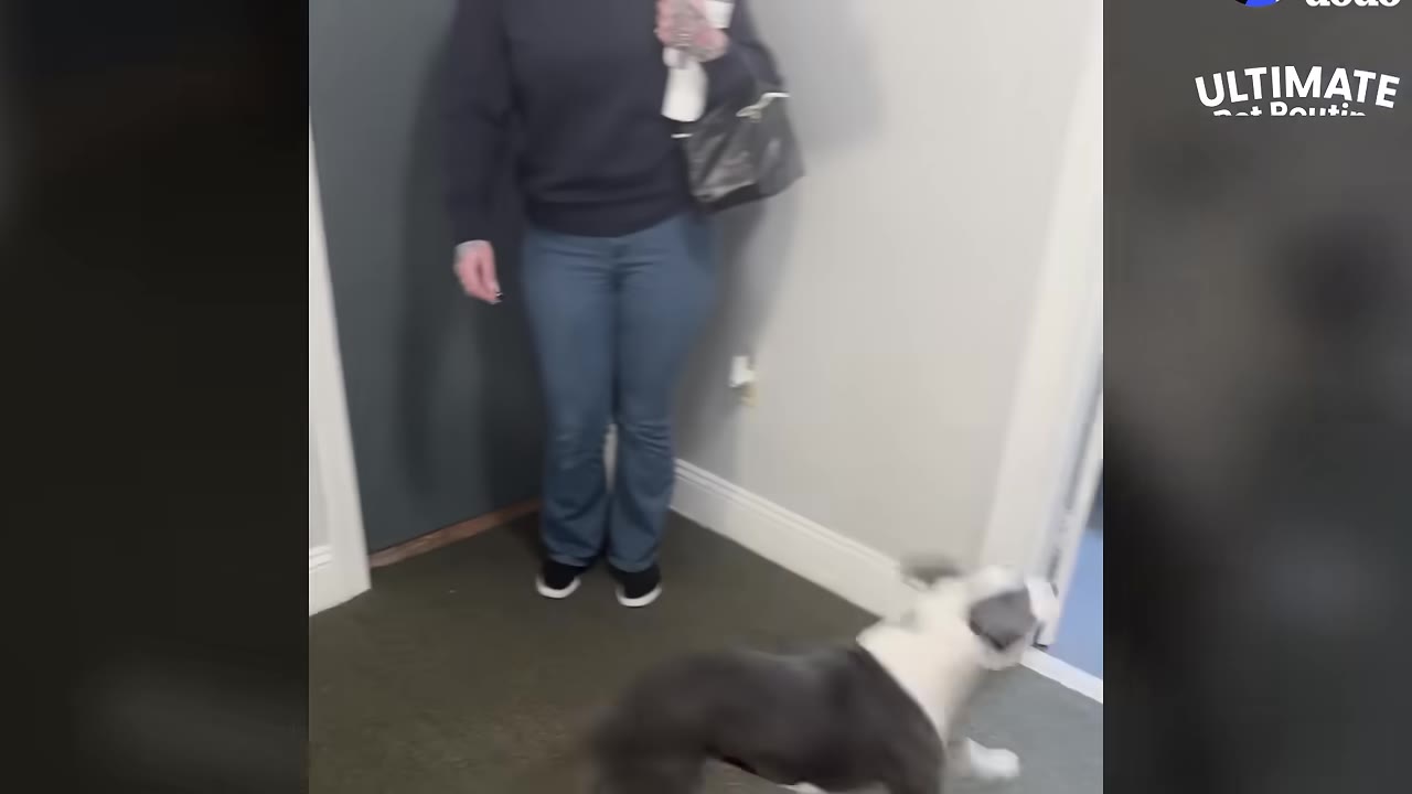 A person standing inside an entryway near a closed door, being greeted by a black-and-white dog.