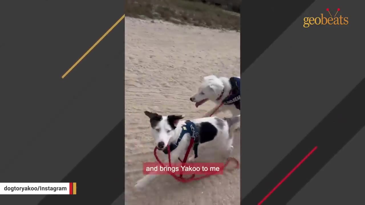 A black and white dog runs on a sandy beach holding a red leash in its mouth, leading another white dog behind it.