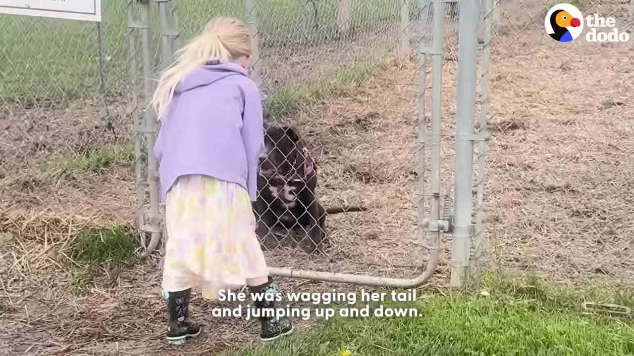 A young girl with blonde hair wearing a purple jacket and a yellow patterned skirt stands outside a chain-link fence, looking at a dark-colored dog sitting inside the enclosure.