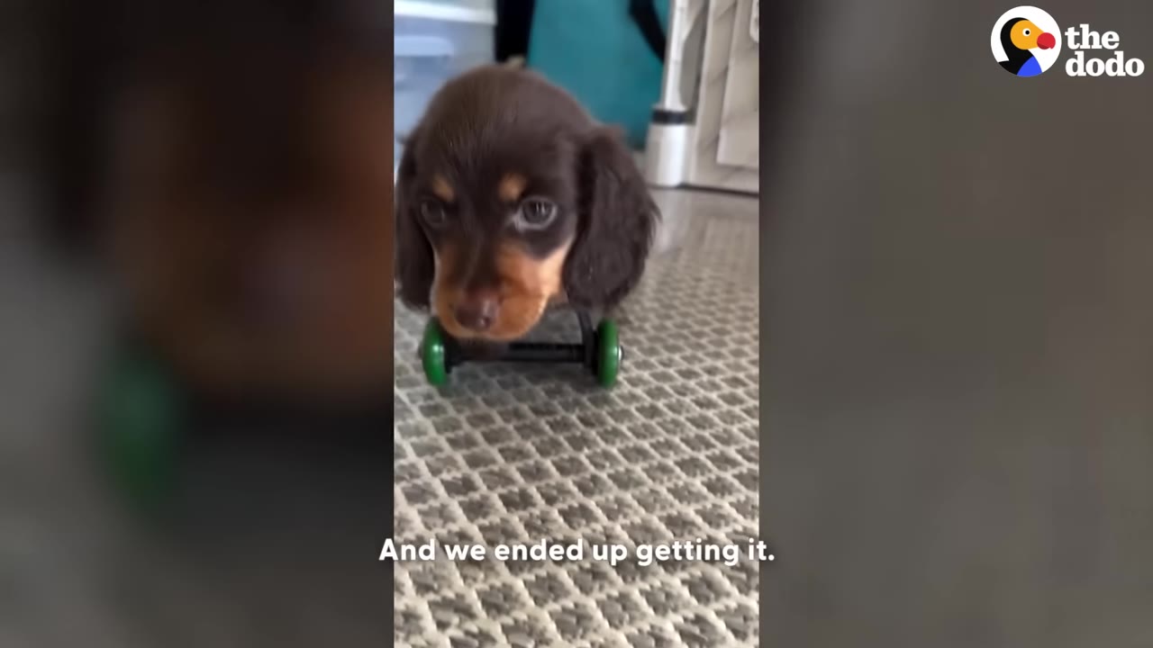 A small brown dachshund puppy stands on a grey patterned carpet, supported by a small black cart with green wheels.