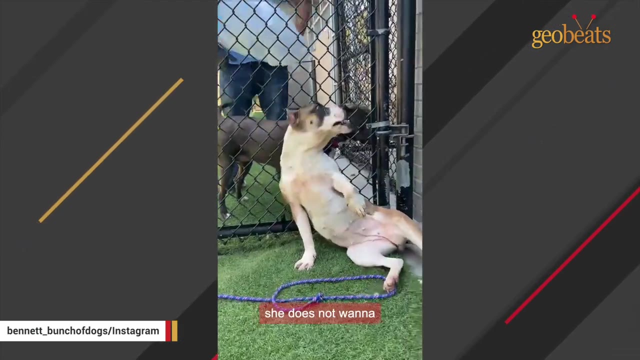 A tan and white dog sits on the artificial grass of a shelter yard, leaning back and resisting being led toward a chain-link fence.
