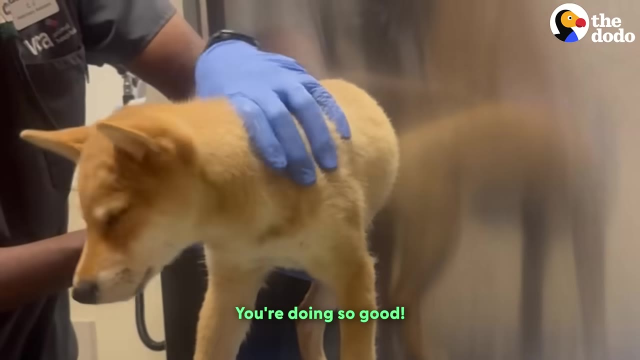 A light brown puppy standing on an examination table at a veterinary clinic while a person wearing blue gloves gently holds it.