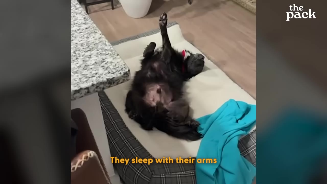 A black dog sleeping on its back on a dog bed with one of its front legs sticking straight up in the air.