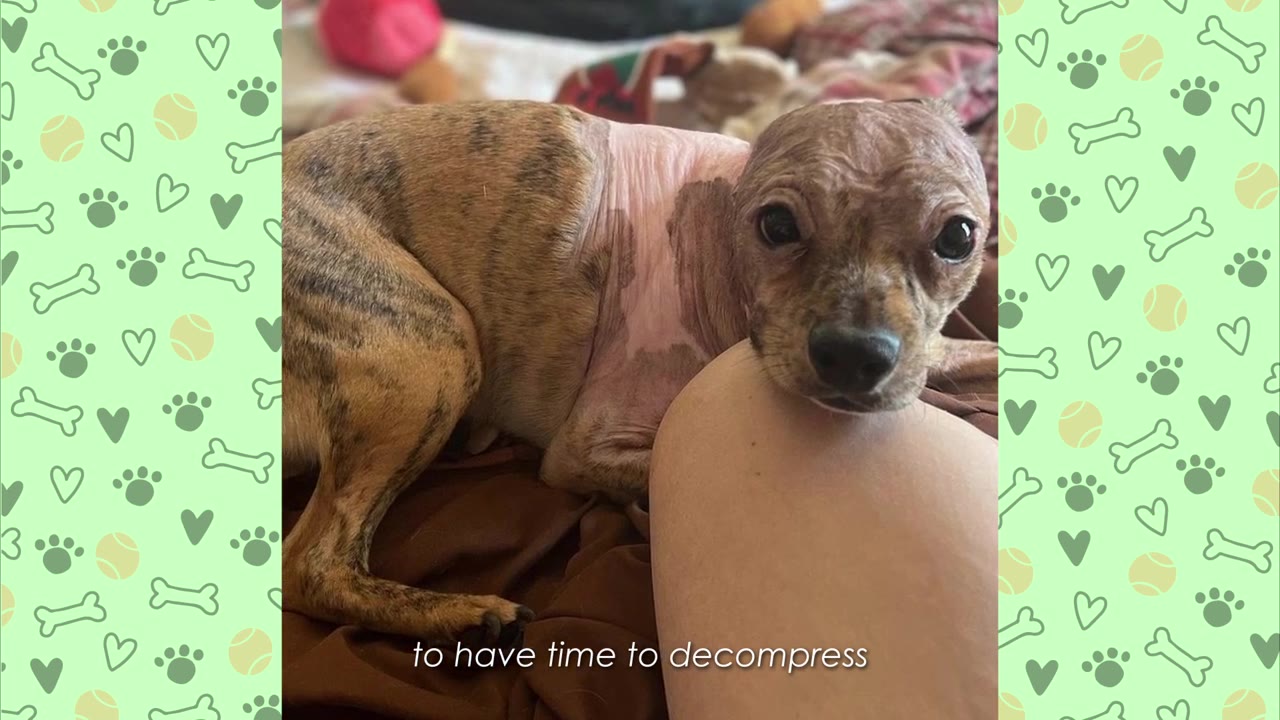 A small, brindle dog with hair loss around its neck rests its chin on a person's knee while lying on a brown blanket.