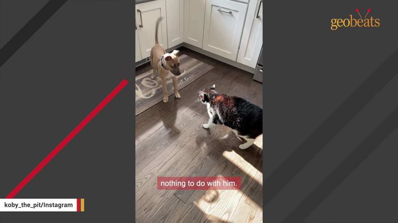 A tan puppy stands in a kitchen facing a black and white cat on the hardwood floor.