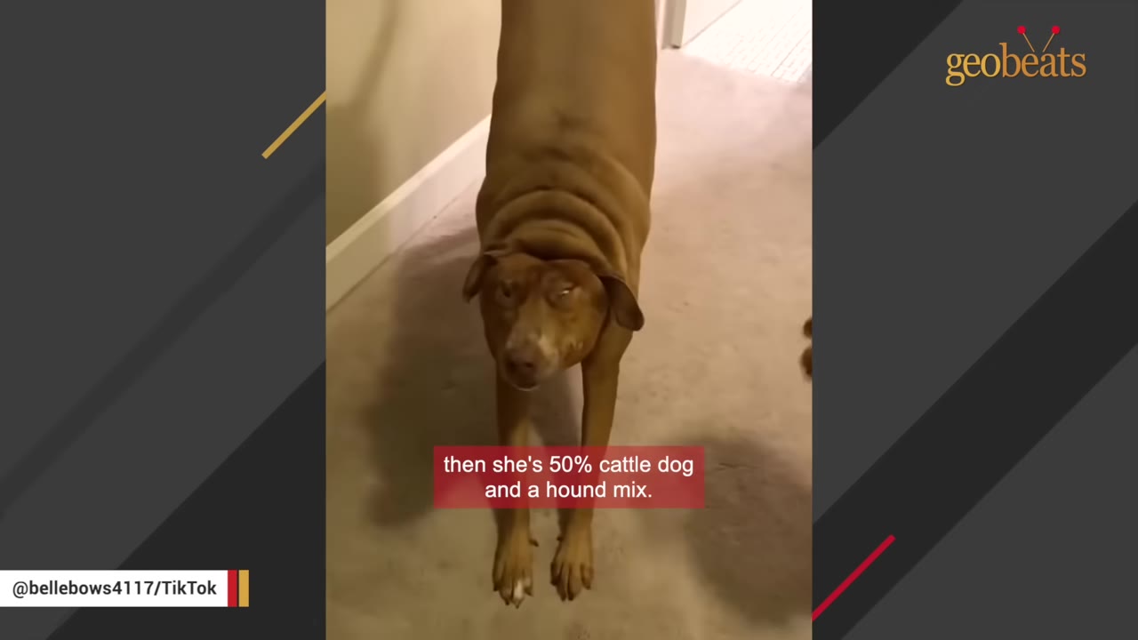 A brown dog stretching its front legs forward on a carpeted floor, with text overlay reading 'then she's 50% cattle dog and a hound mix.'