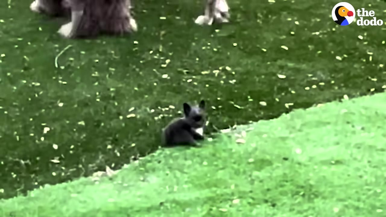 A close-up of a tiny, dark-furred animal sitting on a patch of green artificial grass.