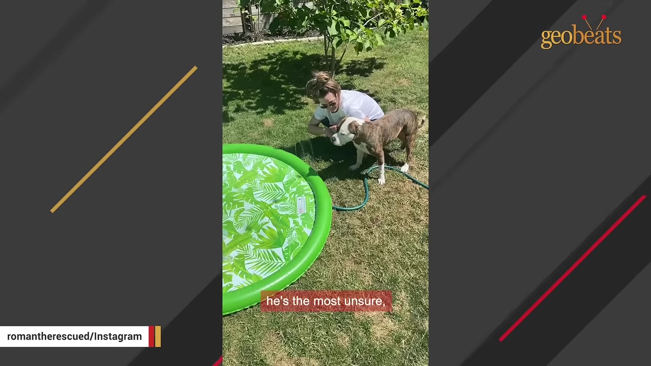 A woman crouches on a grassy lawn next to a brindle and white dog, who stands hesitantly near a green splash pad with a subtitle that reads 'he's the most unsure,'.