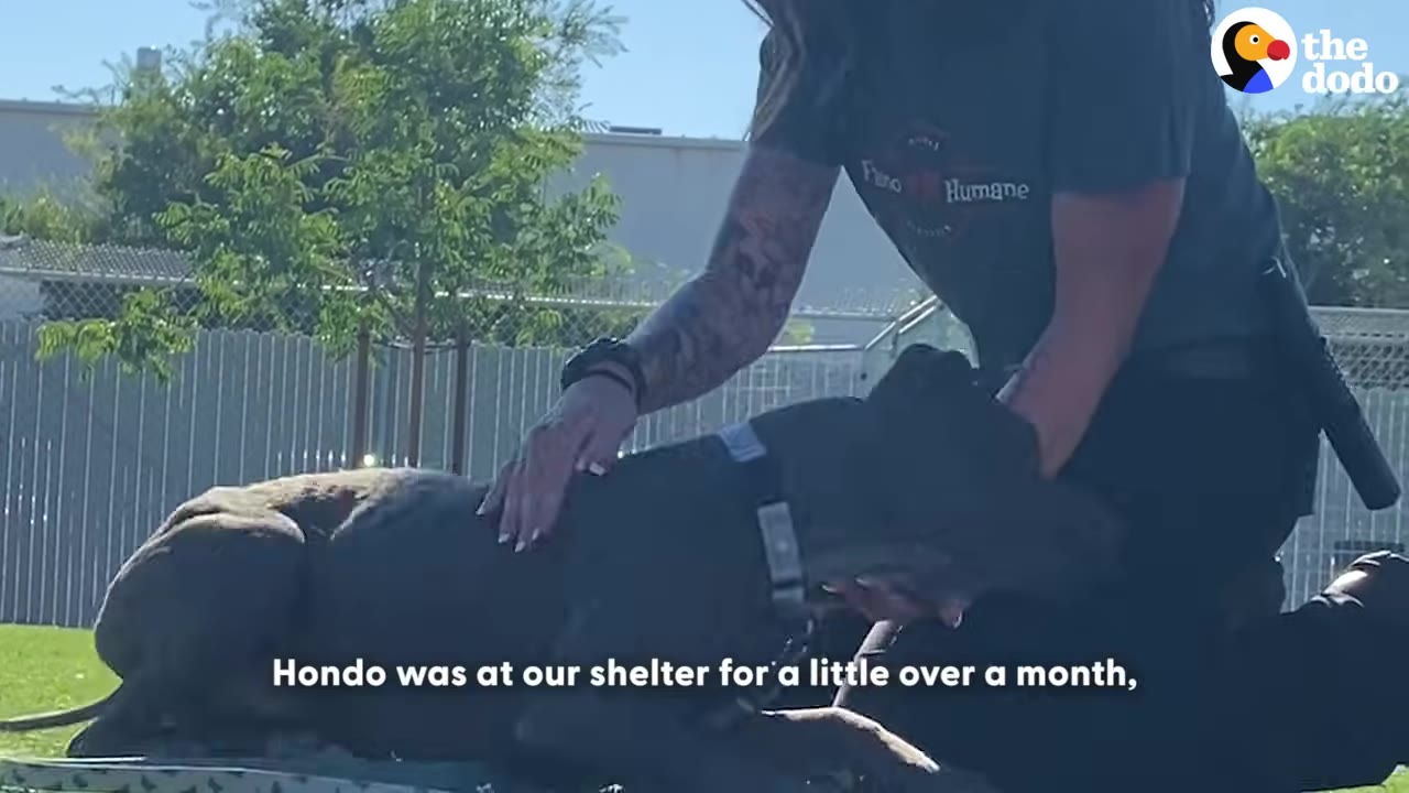 A shelter staff member in a grey t-shirt gently pets a large grey dog lying down on a cot outdoors.