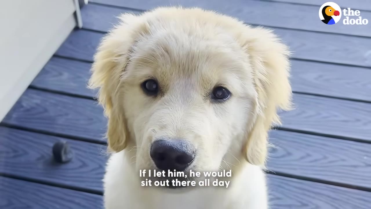 A close-up shot of a golden retriever puppy sitting on a wooden deck, looking directly into the camera.