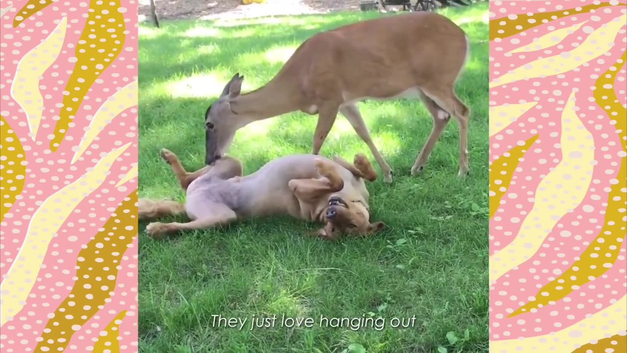 A brown deer stands over a golden dog rolling on its back in the green grass.