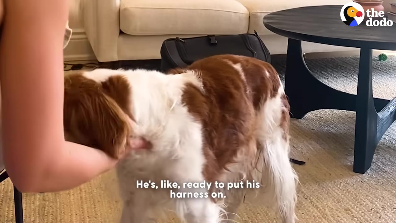 A brown and white dog stands indoors on a rug as a person gently pets its neck, with a black backpack and a coffee table in the background.