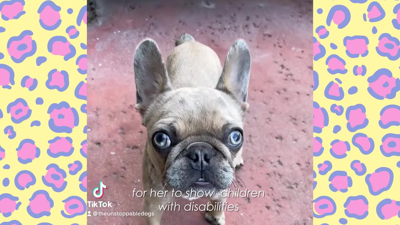 A close-up, front-facing shot of a light brown French Bulldog puppy with large blue eyes looking directly at the camera.