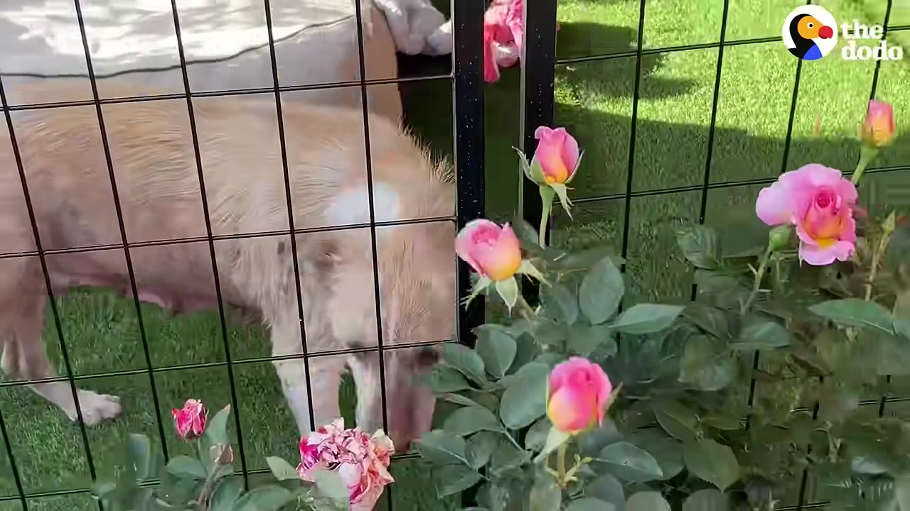 A light-colored dog stands behind a black wire fence next to blooming pink roses on a sunny day.