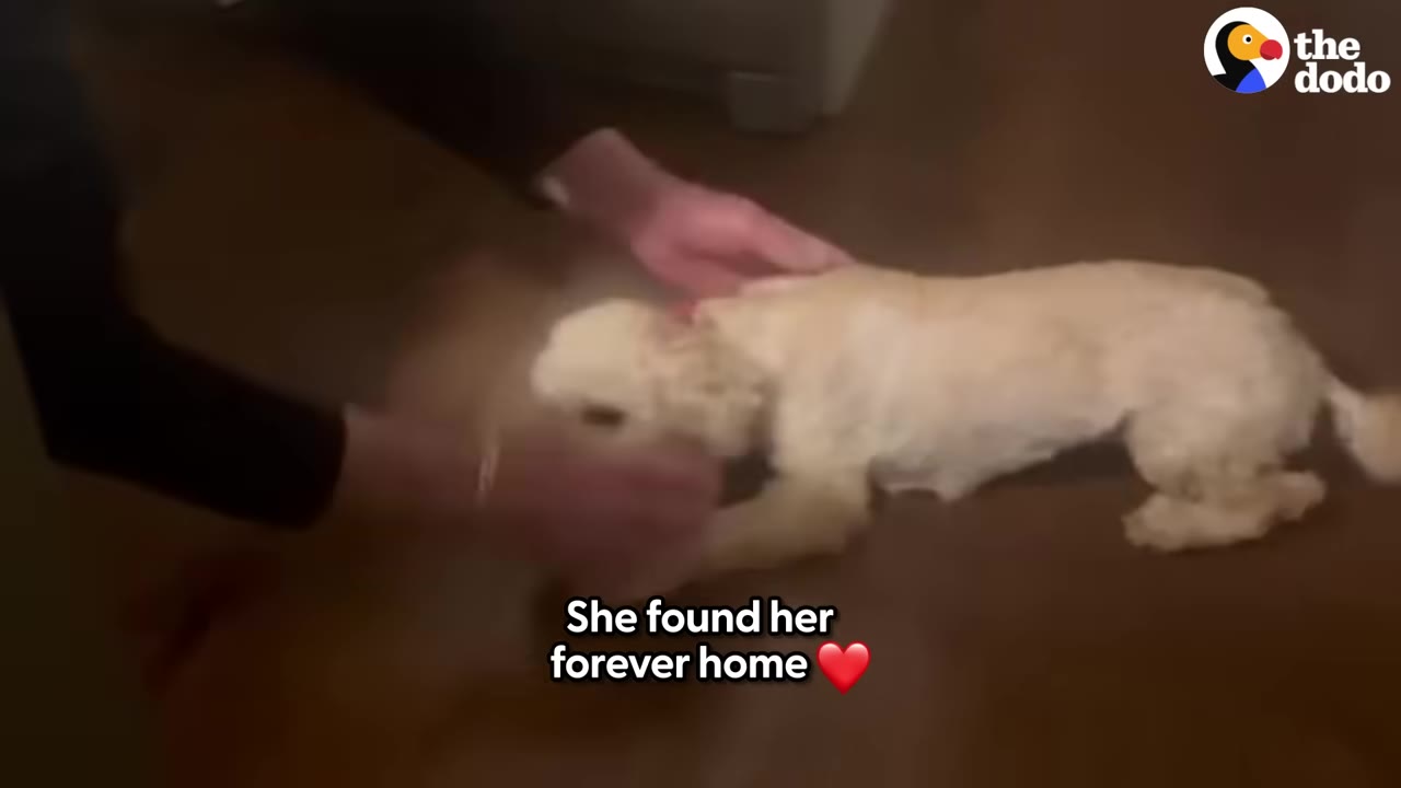 A small, light-colored dog with a full coat of fur lies on a wooden floor while being gently petted by a person.
