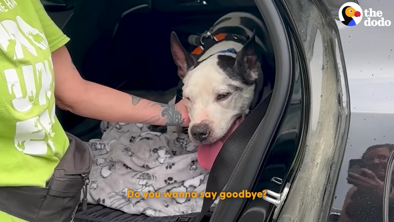 A black and white dog sits in the back of a car on a patterned blanket while a person in a green shirt gently pets him.