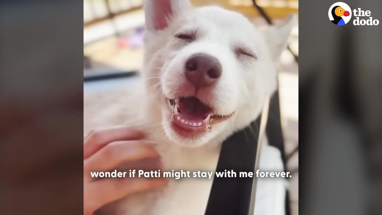 A close-up of a happy white puppy being gently petted on the neck, with its eyes closed and mouth open in a joyful expression.