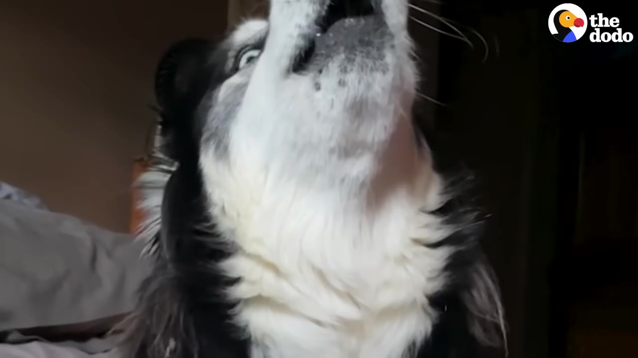 A close-up of a black and white husky howling with its head tilted back.