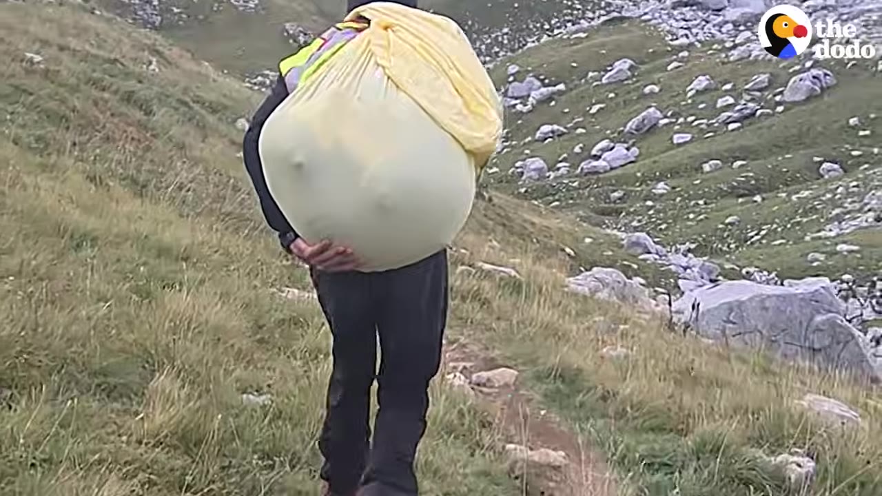 A person carrying a large yellow sack containing a dog on their back while walking down a steep, rocky mountain path.