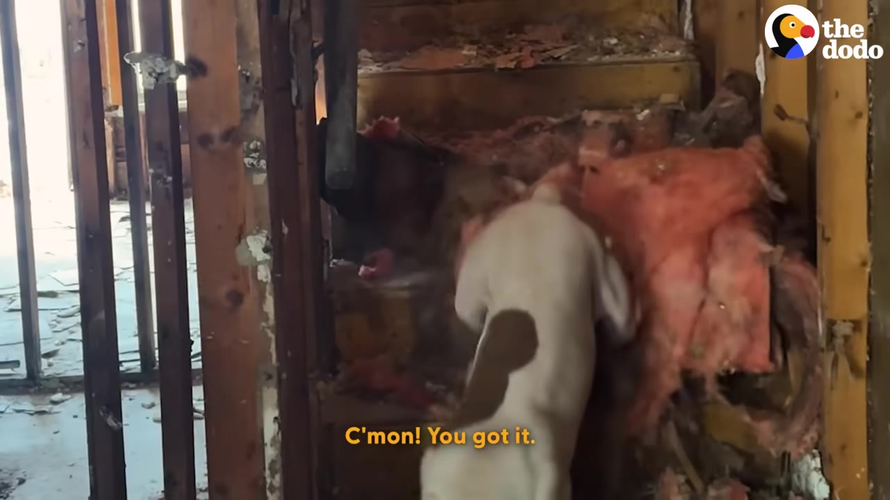 A white and brown dog climbs up a cluttered, damaged staircase inside a building while on-screen text reads 'C'mon! You got it.'