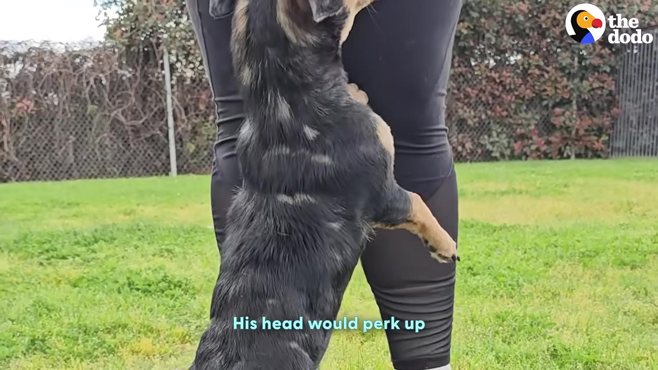 A black and tan dog standing on its hind legs, leaning against a person wearing black pants on a grassy field.