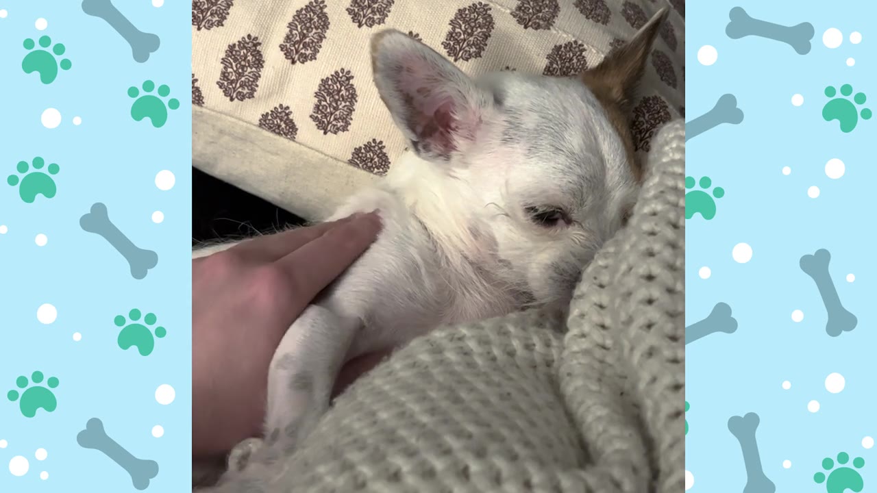 A close-up shot of a person's hand gently petting a small, white dog with brown ears as it rests peacefully on a blanket.