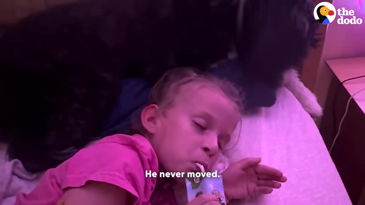 A young girl in a pink shirt lies on a bed drinking from a juice box while a large black and white dog rests closely behind her head.