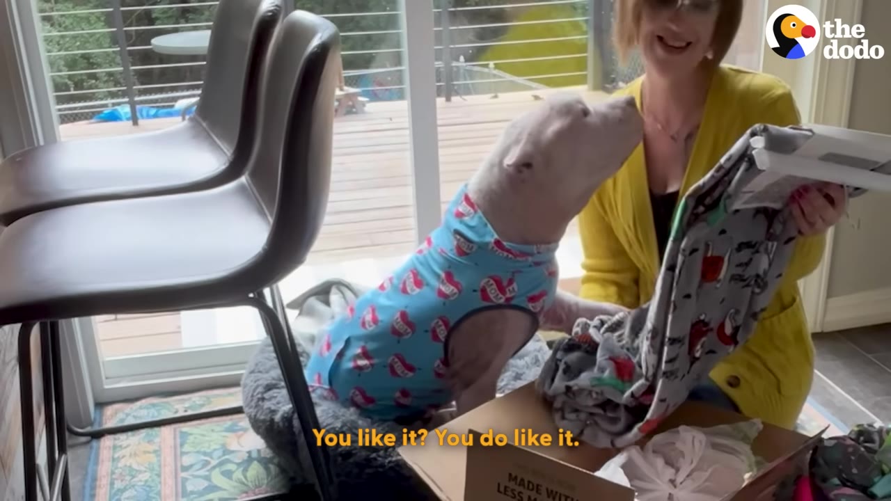 A light-colored dog wearing blue heart-patterned pajamas sits in a dog bed, looking up at a woman in a yellow cardigan who is holding up a newly unpacked grey patterned blanket from a cardboard box.