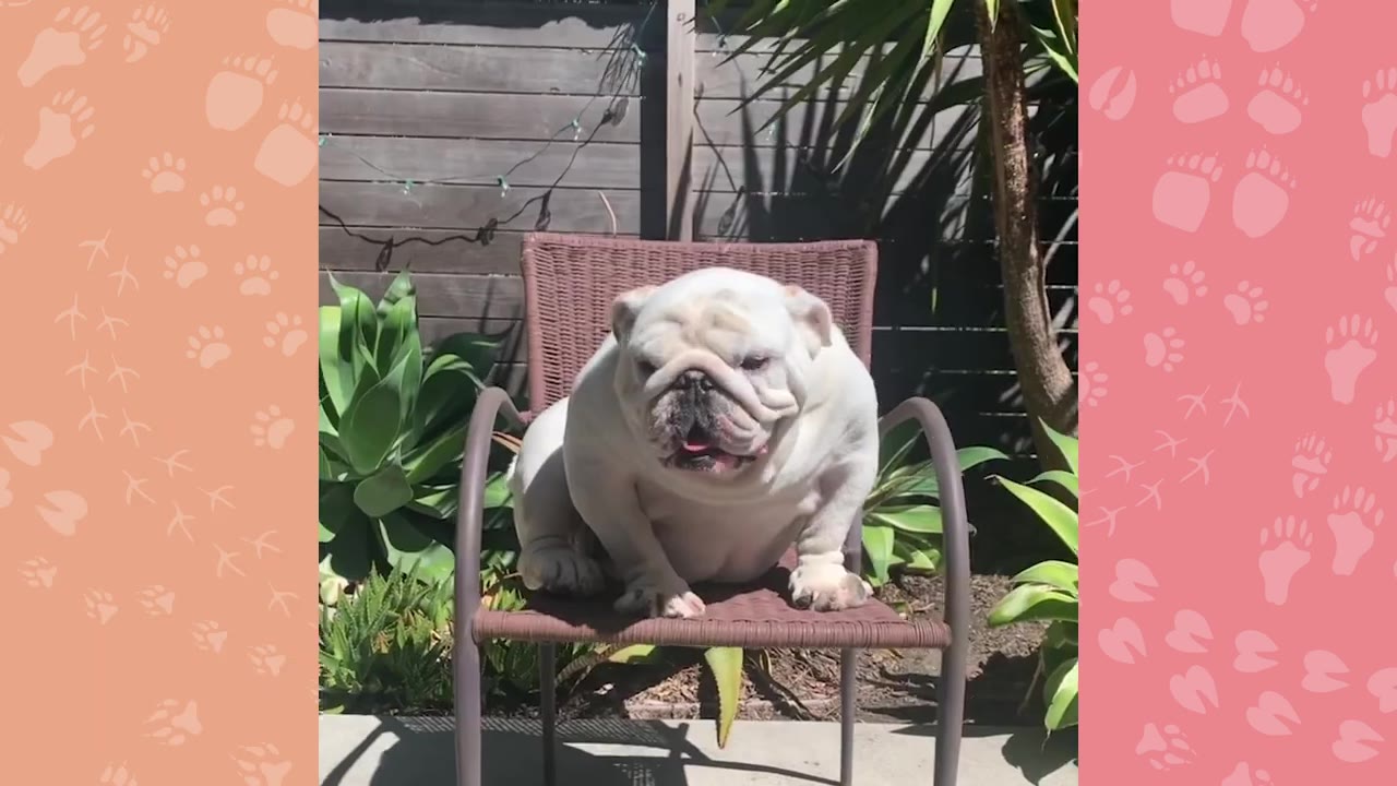 A white English bulldog sits comfortably on a brown woven patio chair in a sunny backyard.