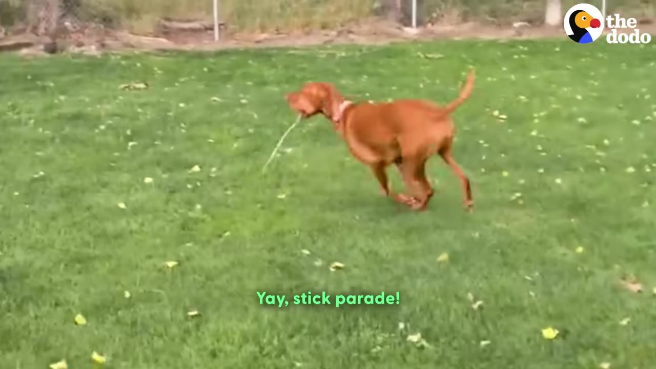 A reddish-brown dog happily runs across a green grassy field carrying a stick in its mouth.