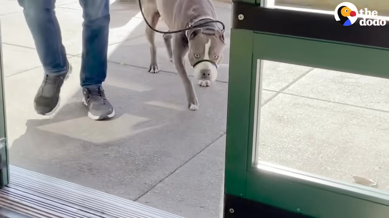 A grey and white pit bull wearing a head halter walks on a leash next to a person in jeans and sneakers as they enter a store through automatic sliding doors.