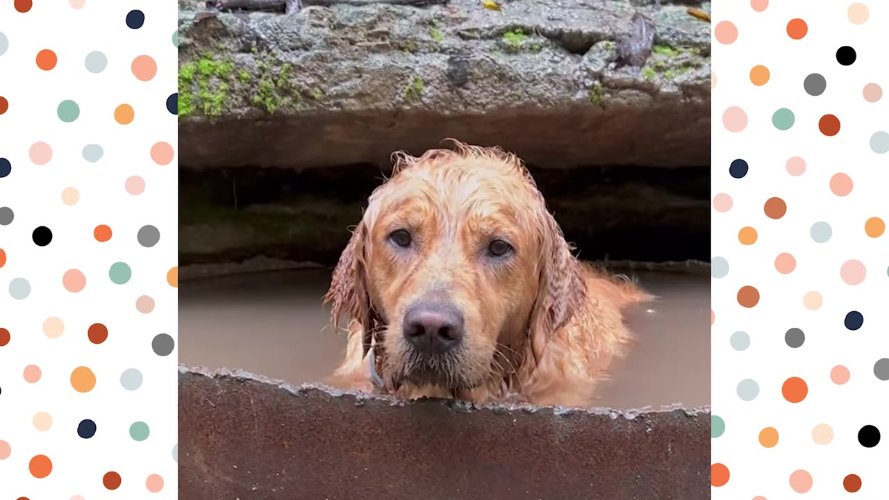 A wet golden retriever sits in a tub of water under a rock ledge, looking directly at the camera with a sweet expression.