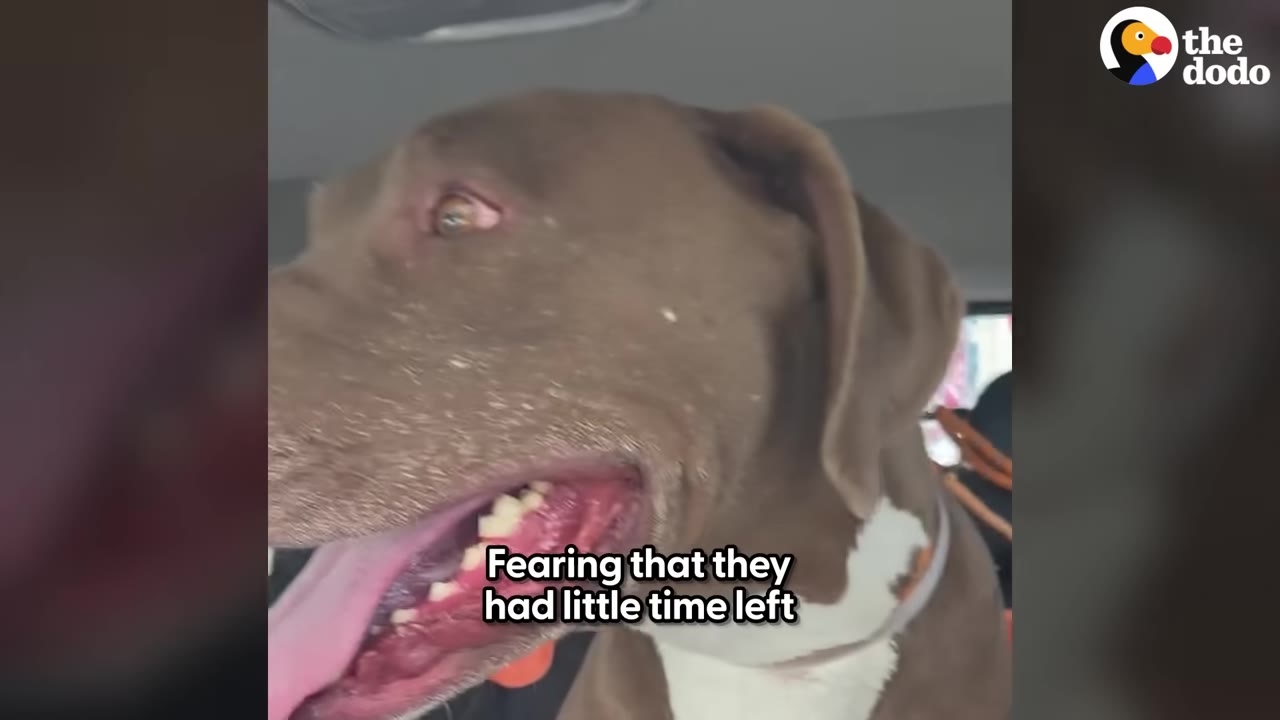 A close-up shot of a brown and white dog inside a car, looking out with its mouth open and tongue out.