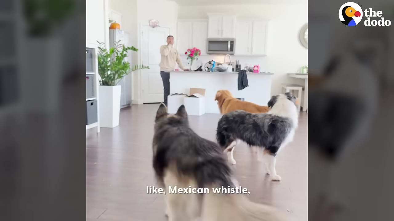 A man stands in a kitchen with his hand to his mouth, whistling, as three dogs run towards him, with the caption 'like, Mexican whistle,' on the screen.