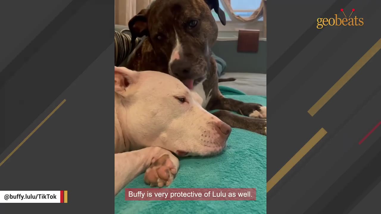 A brindle dog gently licks the head of a white dog resting on a teal blanket.