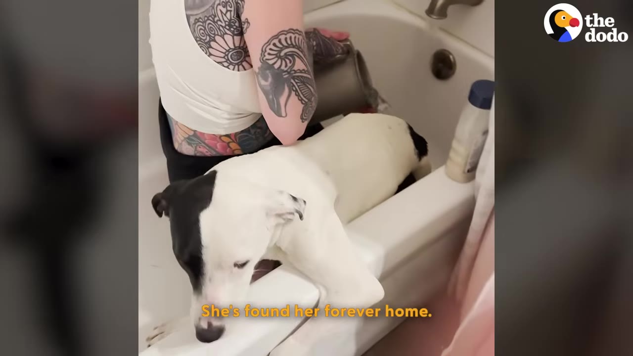 A woman with tattoos on her arm washes a white dog with a black patch on its head in a bathtub.