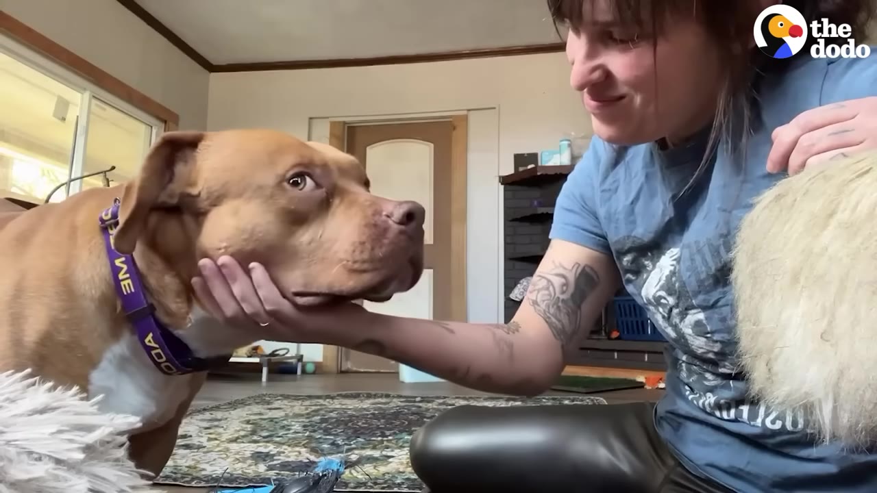 A brown pit bull-type dog looks up affectionately as a woman cradles his chin in her hand.