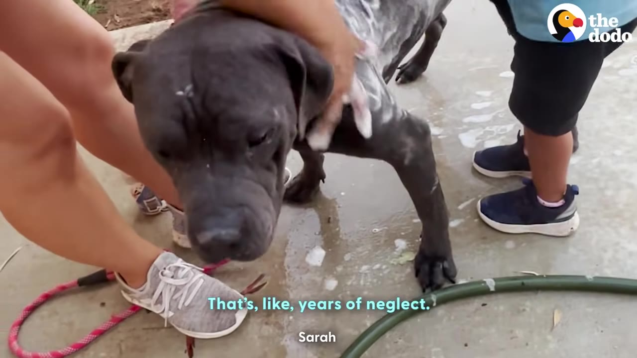A close-up shot of a large grey dog being bathed outdoors with soapy water by a person and a child.