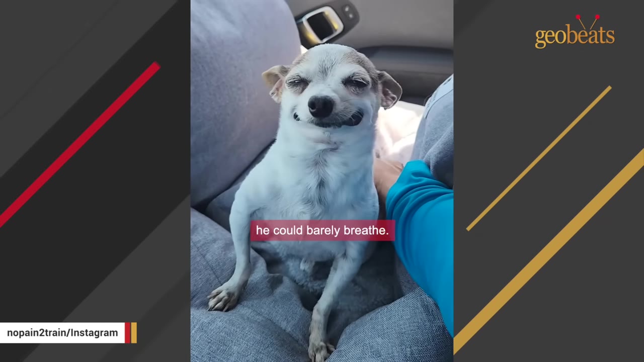 A small white and tan chihuahua sits in a car seat, squinting with its eyes nearly closed, with a caption that reads 'he could barely breathe.'