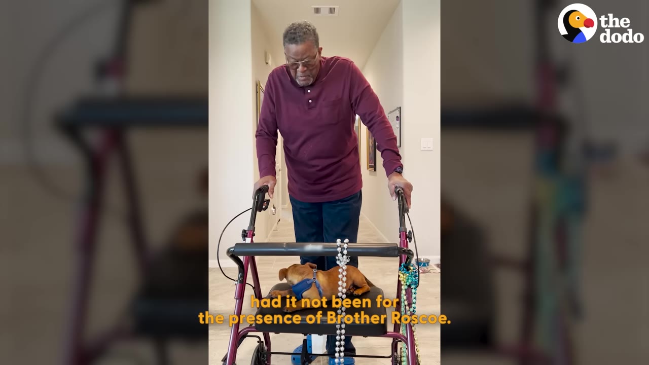 An elderly man stands using a red walker while looking down at a small brown puppy sitting on the walker's seat.