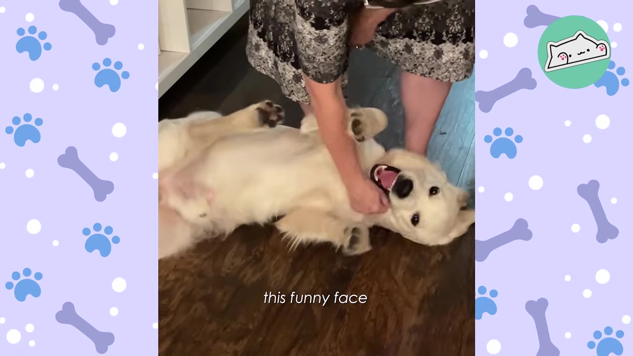 A light-colored dog lies on its back on a wooden floor, looking up with a wide, happy, open-mouthed expression while receiving belly rubs from its owner.