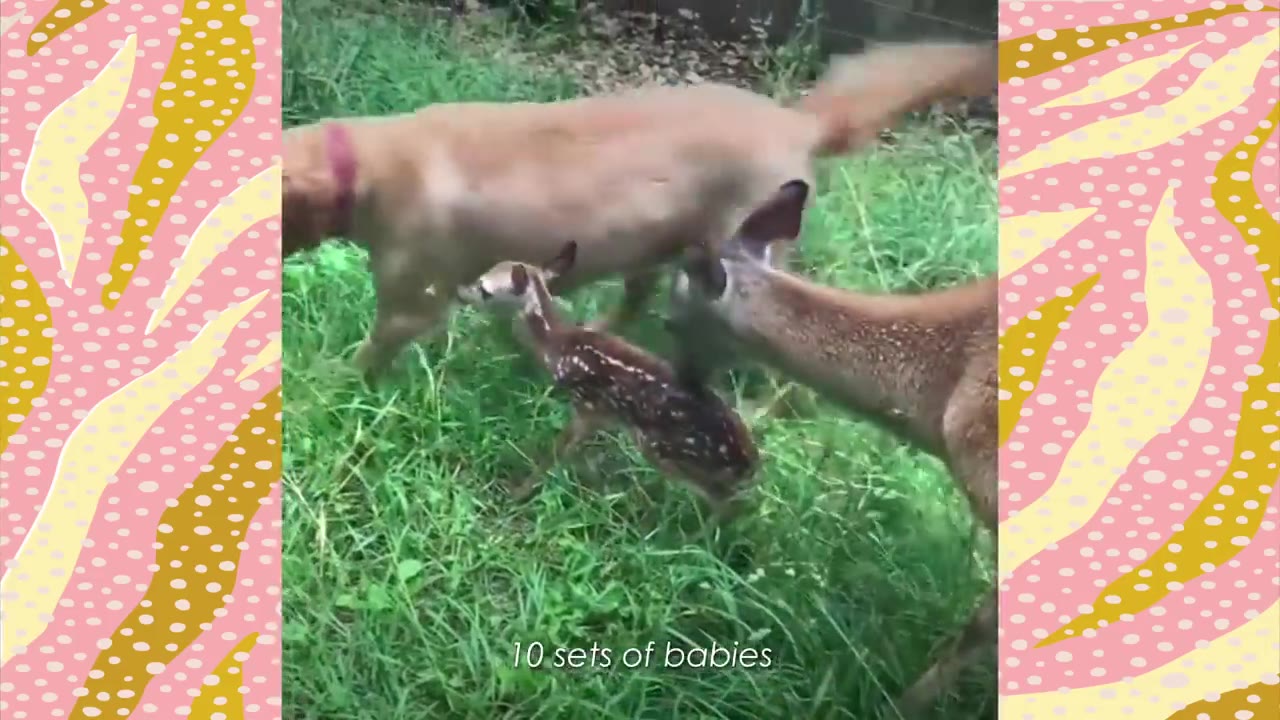 An adult deer and a golden dog stand near a small, spotted fawn on a grassy lawn.