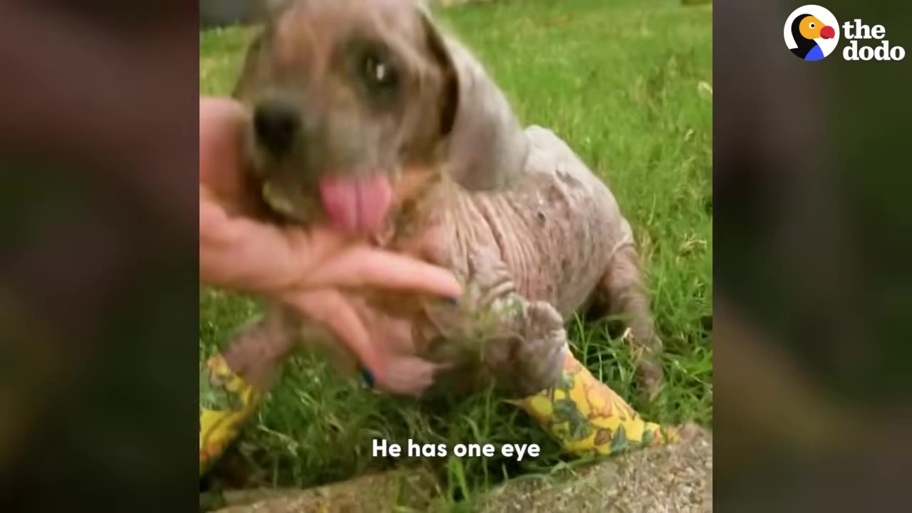 A small, hairless dog with one eye and yellow bandages on his front legs is supported by a hand on a grassy lawn.