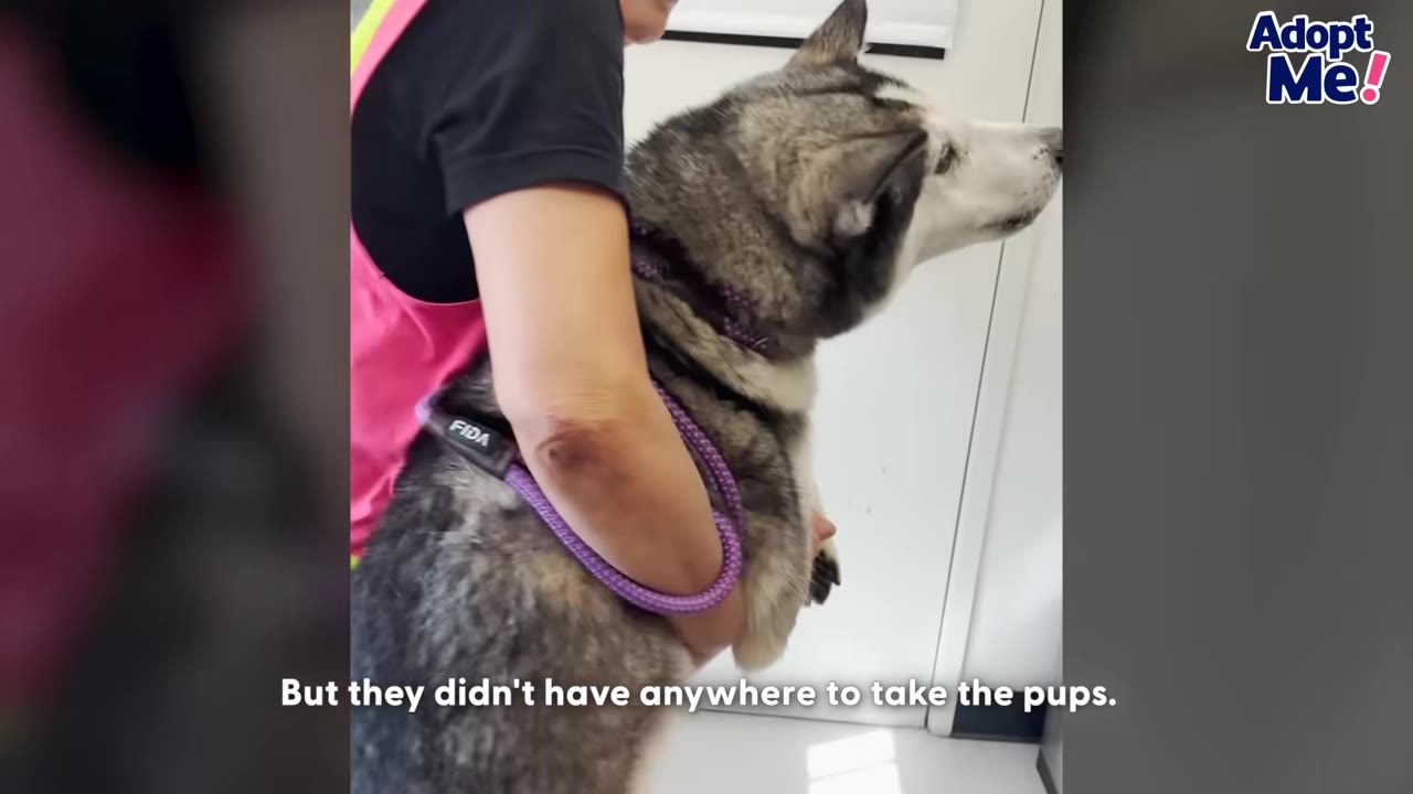 A rescue worker in a pink vest carries a grey and white husky dog inside a bright room with white walls.