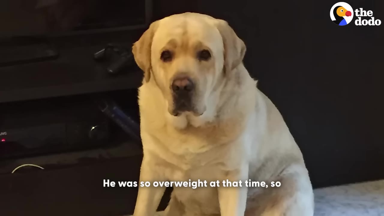 An overweight yellow Labrador Retriever sitting on the floor, looking directly at the camera.