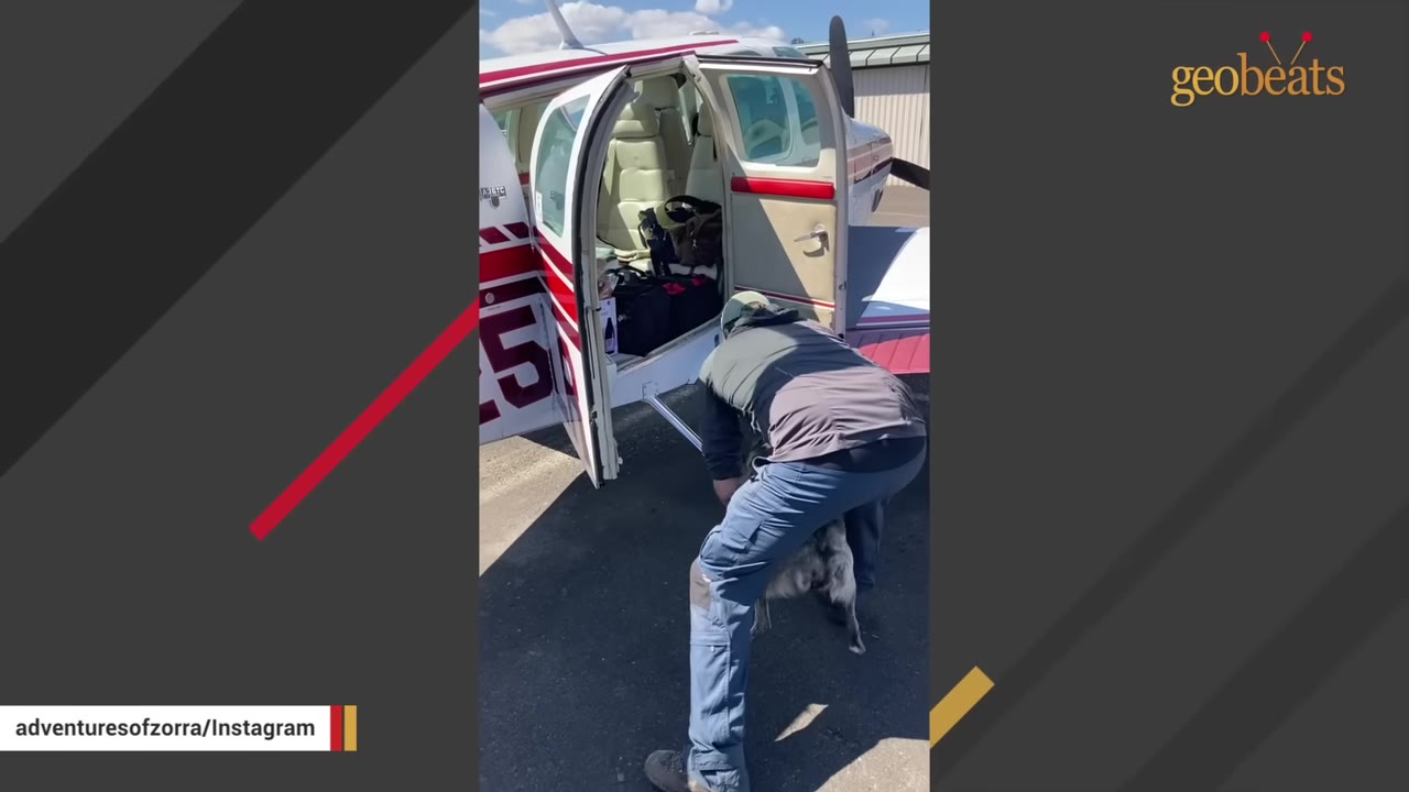 A man in a grey jacket and blue pants helps a dog climb into the open door of a small red and white airplane parked on the tarmac.